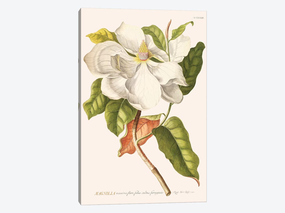 Magnolia by Florent Bodart 1-piece Art Print