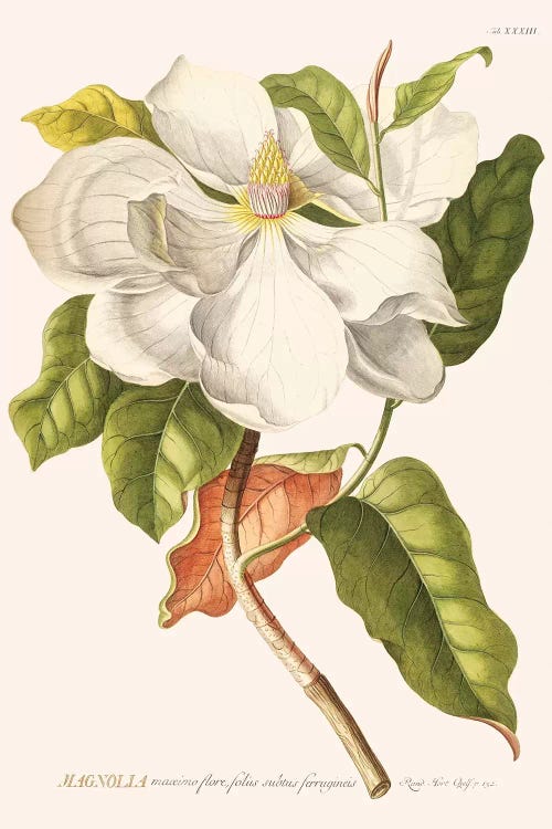 Magnolia by Florent Bodart wall art