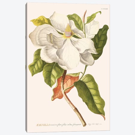 Magnolia Canvas Print #FLB137} by Florent Bodart Canvas Print