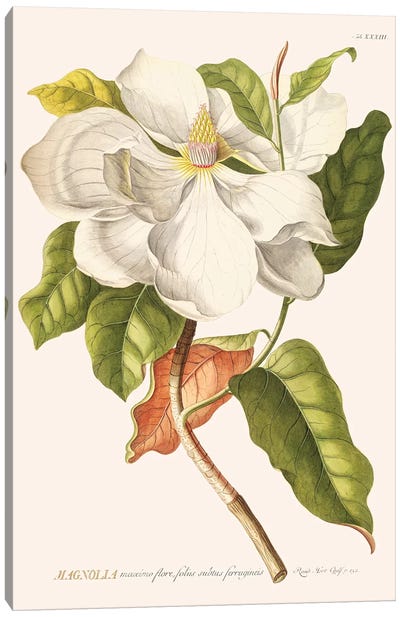 Magnolia Canvas Art Print - Florent Bodart