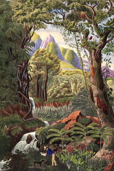 Florent Bodart: Morenia poppigiana by Florent Bodart