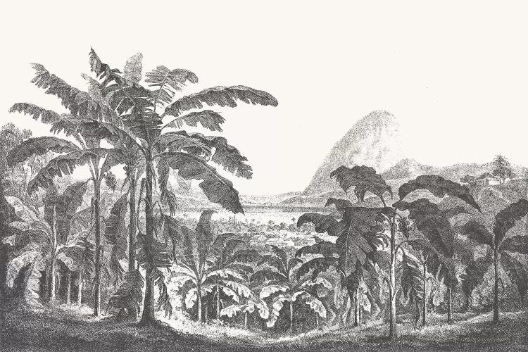 Palms and Mountain