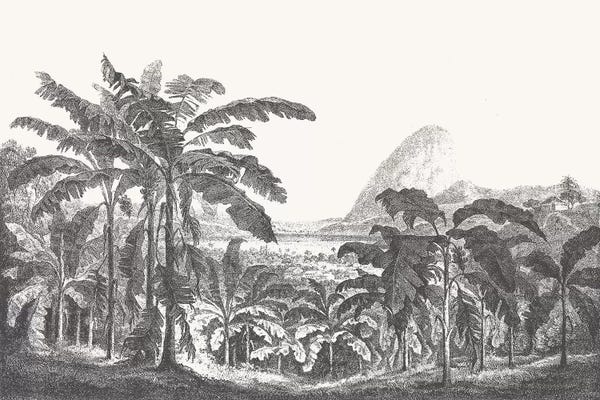Florent Bodart: Palms and Mountain by Florent Bodart