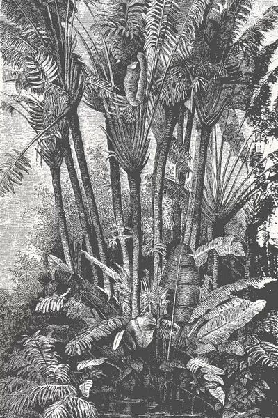 Florent Bodart: Palms in Water by Florent Bodart