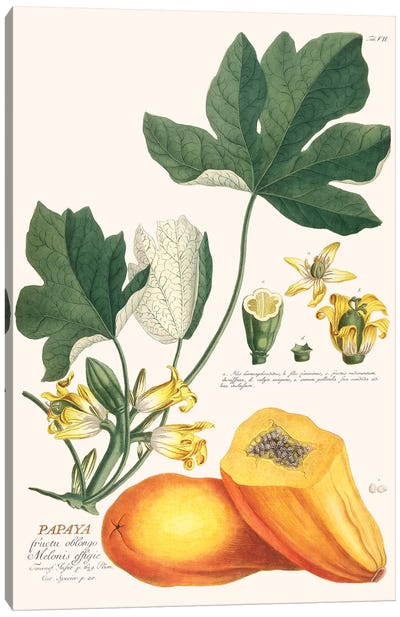 Papaya Canvas Art Print - Florent Bodart