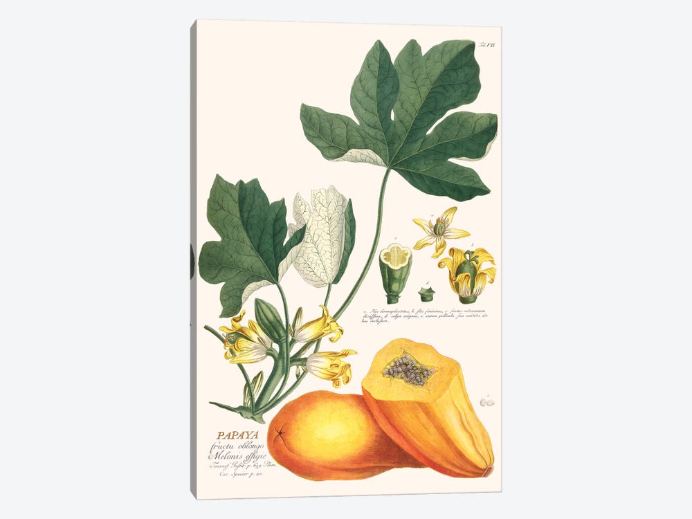 Papaya by Florent Bodart 1-piece Art Print