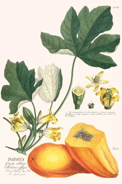 Botanical Illustrations: Papaya by Florent Bodart