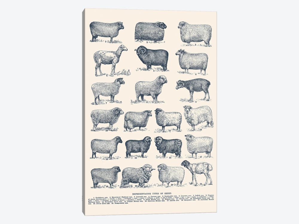 Representative Types of Sheep by Florent Bodart 1-piece Canvas Art