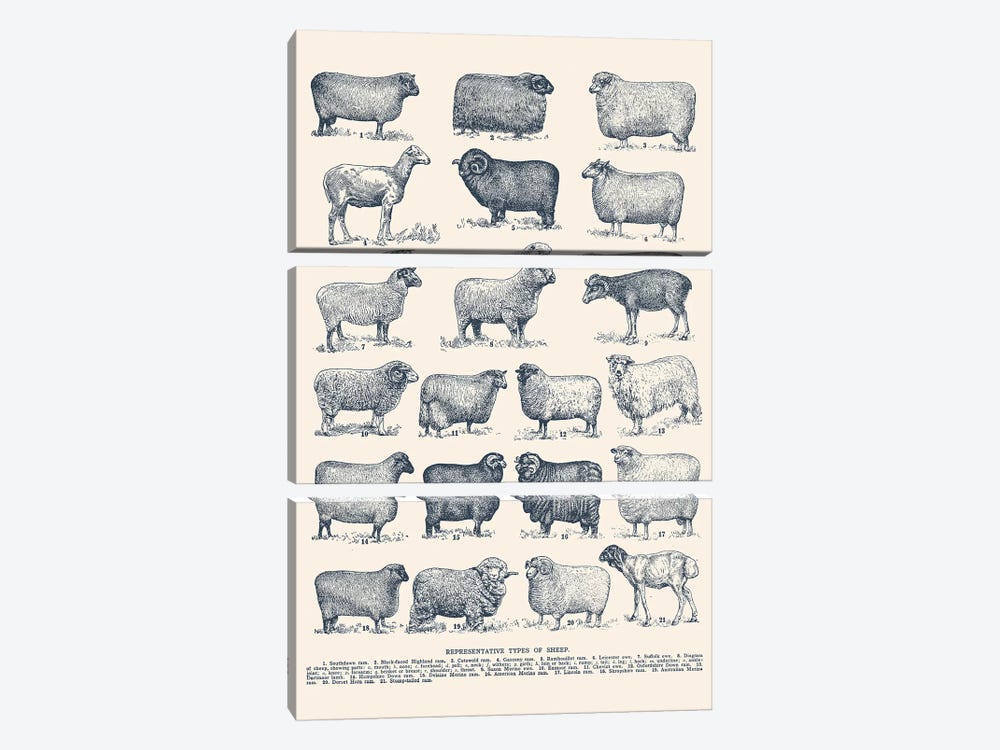 Representative Types of Sheep by Florent Bodart 3-piece Canvas Artwork