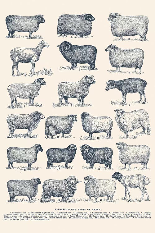 Representative Types of Sheep