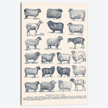 Representative Types of Sheep Canvas Print #FLB145} by Florent Bodart Canvas Art