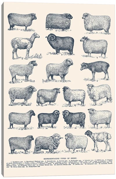 Representative Types of Sheep Canvas Art Print - Farmhouse Kitchen Art