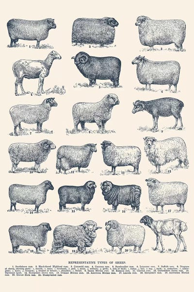 Modern Farmhouse Décor: Representative Types of Sheep by Florent Bodart
