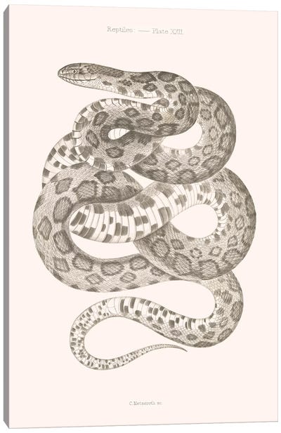 Reptiles - Plate XXII Canvas Art Print - Florent Bodart