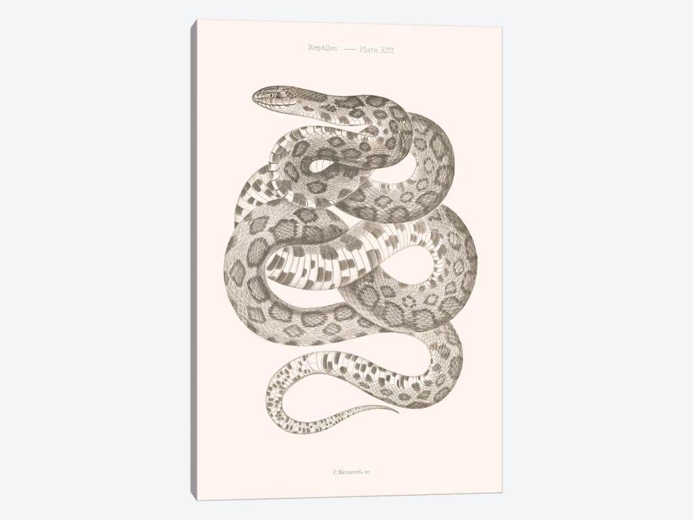Reptiles - Plate XXII by Florent Bodart 1-piece Art Print
