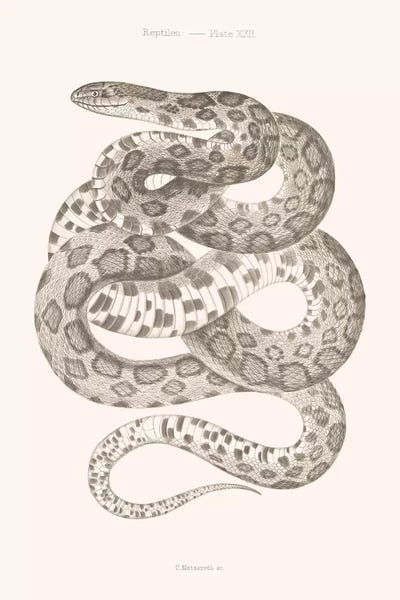 Florent Bodart: Reptiles - Plate XXII by Florent Bodart