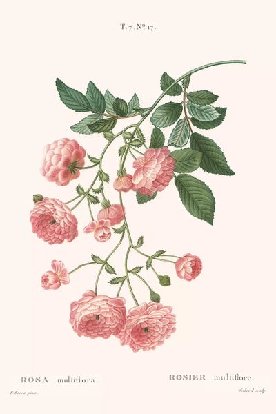 Rosier - Multicolore by Florent Bodart framed canvas print