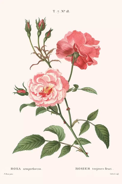 Rosier - Toujours Fleuri by Florent Bodart canvas print