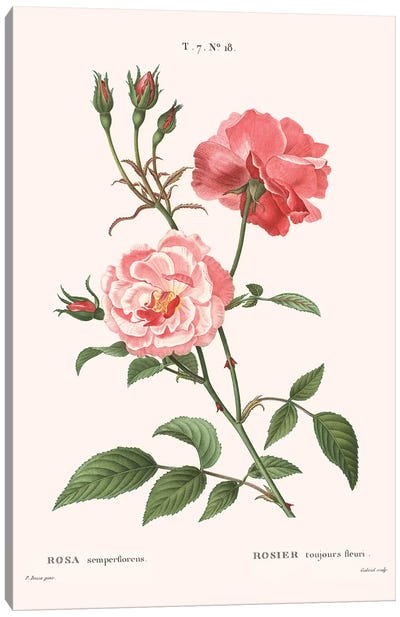 Rosier - Toujours Fleuri Canvas Art Print - Florent Bodart