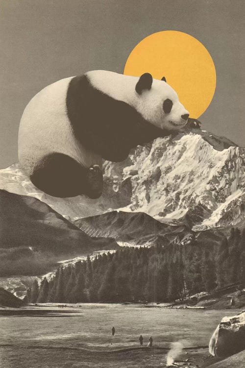 Giant Panda's Nap On Moutain