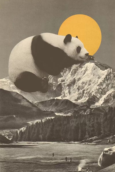 Florent Bodart: Giant Panda's Nap On Moutain by Florent Bodart