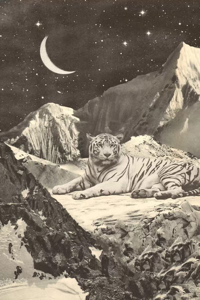 Florent Bodart: Giant White Tiger On Mountains by Florent Bodart