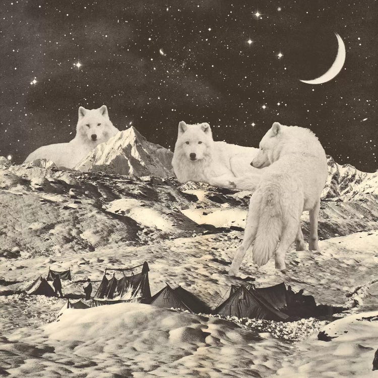 Giant White Wolves On Mountains