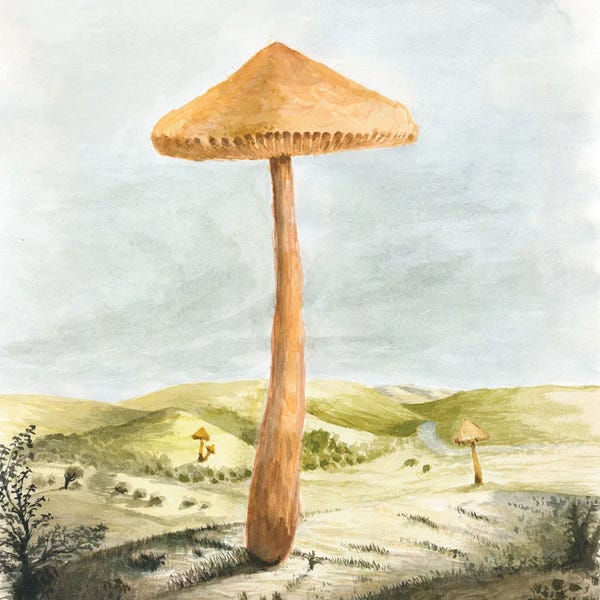 Mushrooms: Mushland by Florent Bodart