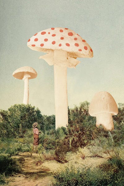The Finest Giant Mushrooms by Florent Bodart framed wall art