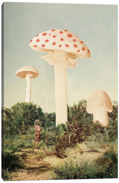 The Finest Giant Mushrooms Canvas Art Print - Vegetable Art