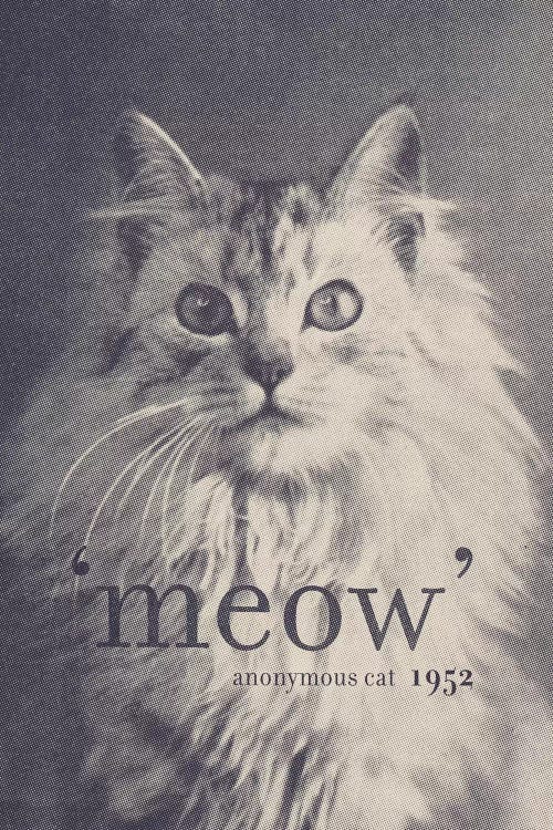 Famous Quotes (Cat) by Florent Bodart wall art