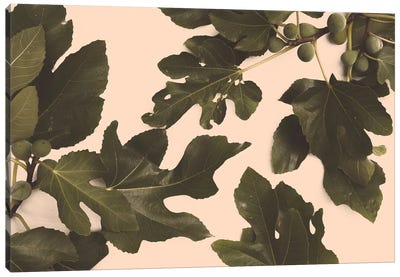 Fig Tree Canvas Art Print - Florent Bodart