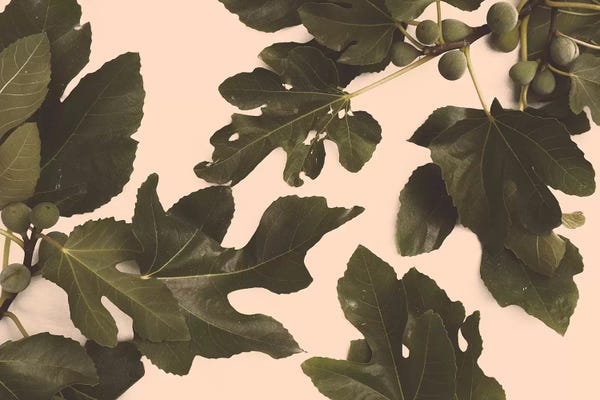 Florent Bodart: Fig Tree by Florent Bodart