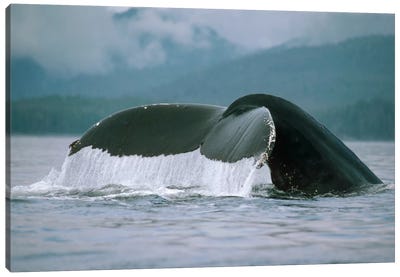 Humpback Whale Tail, Alaska Canvas Art Print - Humpback Whale Art