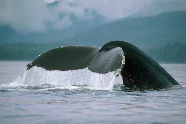 Humpback Whale Tail, Alaska by Flip Nicklin wall art