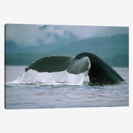 Humpback Whale Tail, Alaska Canvas Print #FLI10} by Flip Nicklin Art Print