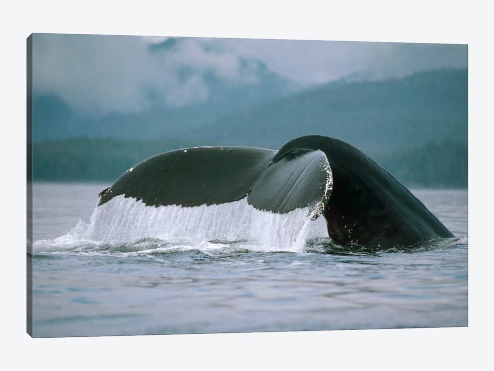 Humpback Whale Tail, Alaska by Flip Nicklin 1-piece Canvas Artwork