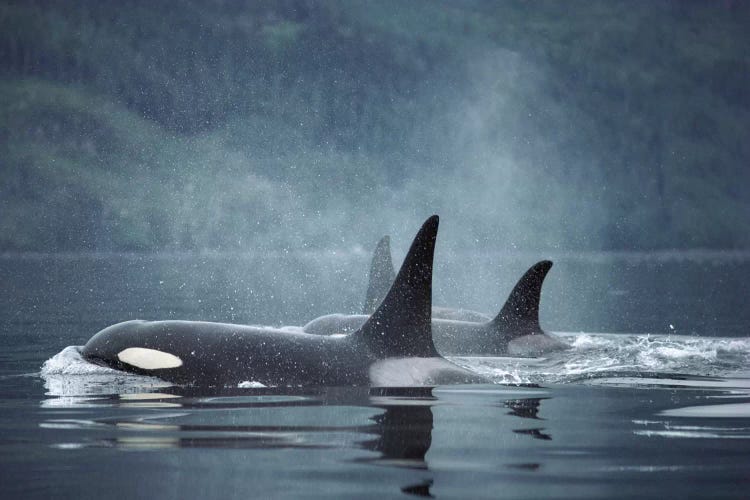 Orca Group Surfacing, Johnstone Strait, British Columbia, Canada