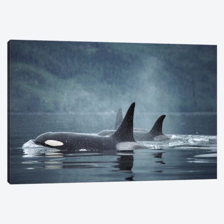 Orca Group Surfacing, Johnstone Strait, British Columbia, Canada Canvas Print #FLI11} by Flip Nicklin Canvas Art Print