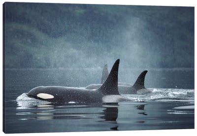 Orca Group Surfacing, Johnstone Strait, British Columbia, Canada Canvas Art Print - Whale Art