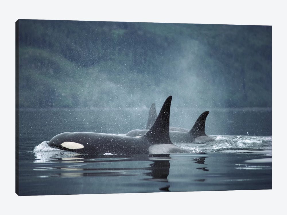 Orca Group Surfacing, Johnstone Strait, British Columbia, Canada by Flip Nicklin 1-piece Canvas Print