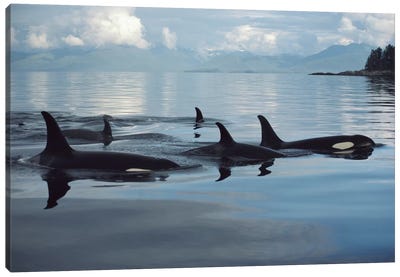 Orca Group, Johnstone Strait, British Columbia, Canada Canvas Art Print - Sea Life Art