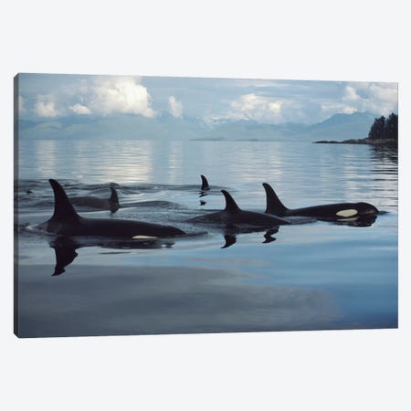 Orca Group, Johnstone Strait, British Columbia, Canada Canvas Print #FLI12} by Flip Nicklin Canvas Art Print