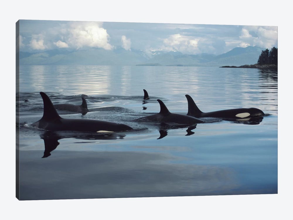 Orca Group, Johnstone Strait, British Columbia, Canada by Flip Nicklin 1-piece Canvas Art