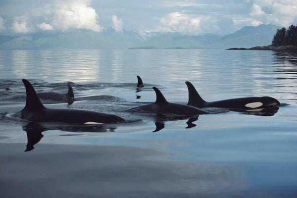 Whales: Orca Group, Johnstone Strait, British Columbia, Canada by Flip Nicklin