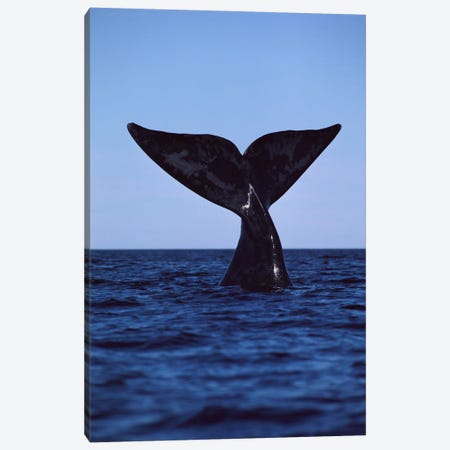 Southern Right Whale Tail, Peninsula Valdez, Argentina Canvas Print #FLI14} by Flip Nicklin Canvas Artwork