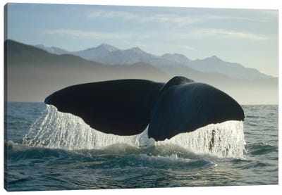 Sperm Whale Tail, New Zealand Canvas Art Print - Whale Art