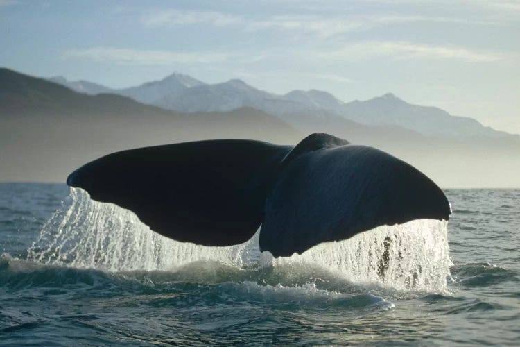 Sperm Whale Tail, New Zealand