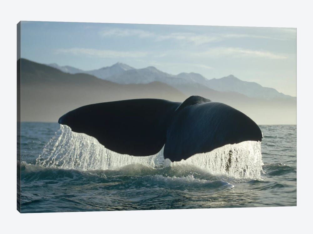 Sperm Whale Tail, New Zealand by Flip Nicklin 1-piece Art Print
