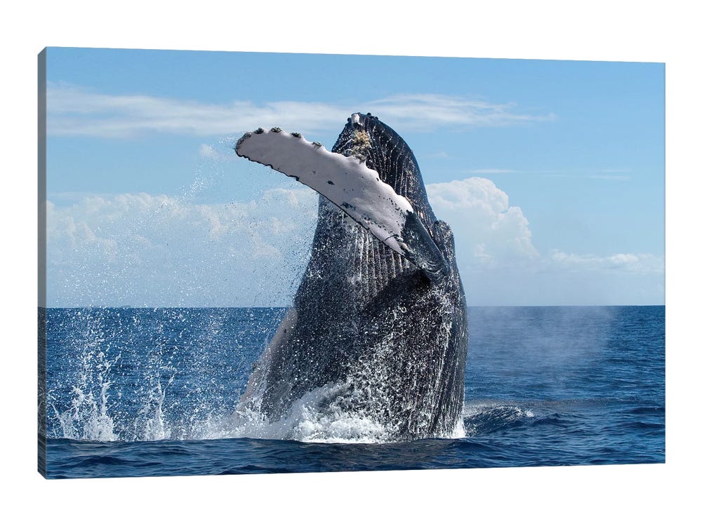 hawaii humpback whale sanctuary